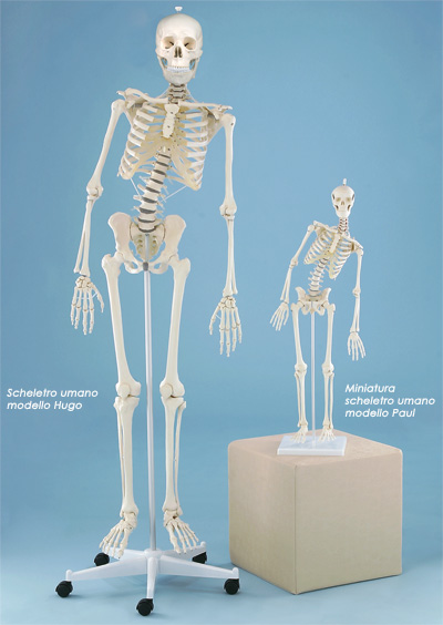 Image Miniatura scheletro umano modello Paul