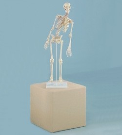 Image Miniatura scheletro umano modello Fred