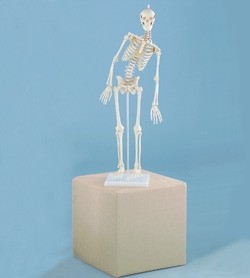 Miniatura scheletro umano modello Paul